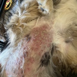 Our dog's tummy after being lying in his own urine and feces Our dog's tummy after being lying in his own urine and feces