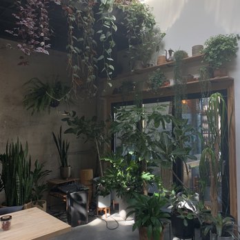 Arcana - lush plants available for purchase - Nurseries & Gardening Near Me - San Francisco, California Arcana - lush plants available for purchase - Nurseries & Gardening Near Me - San Francisco, California