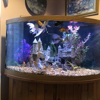 Freddy's Fish Tank Service - Freshwater Butterfly Koi - Aquarium Services Near Me - Langhorne, Pennsylvania