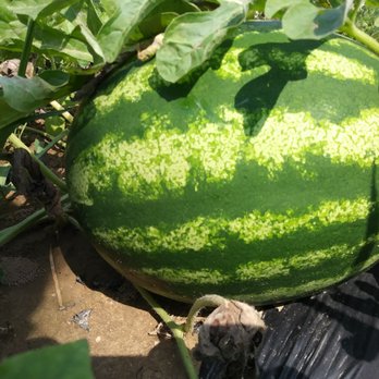 Cooper Farms - Watermelon - Farmers Market Near Me - Mattituck, New York