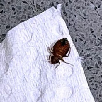 Buckeye Bug Services - Bed Bugs Zanesville Ohio - Pest Control Near Me - Thornville, Ohio Buckeye Bug Services - Bed Bugs Zanesville Ohio - Pest Control Near Me - Thornville, Ohio