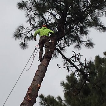 Cda Tree and Utility - 100' pine removal - Tree Services Near Me - Coeur d Alene, Idaho Cda Tree and Utility - 100' pine removal - Tree Services Near Me - Coeur d Alene, Idaho
