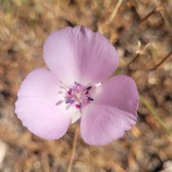Palomar Mountain State Park - Mariposa lily