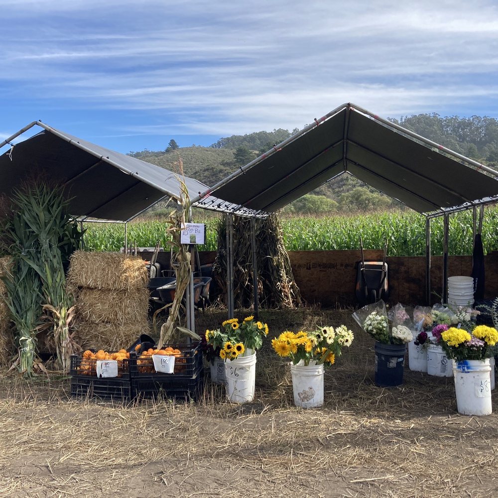 Repetto's Pumpkins - Flowers, Corn Stalks, Straw Bales - Pumpkin Patches Near Me - Half Moon Bay, California Repetto's Pumpkins - Flowers, Corn Stalks, Straw Bales - Pumpkin Patches Near Me - Half Moon Bay, California