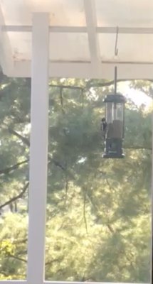 The Bird Feeder 1675 Reston Pkwy Reston Va Pet Services Mapquest