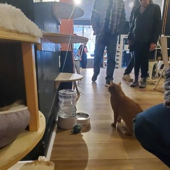 Denver Cat Company - Cozy spot for a nap - Coffee & Tea Near Me - Denver, Colorado