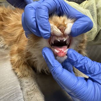 VEG ER for Pets - Chips sad teeth! - Emergency Pet Hospital Near Me - Commack, New York VEG ER for Pets - Chips sad teeth! - Emergency Pet Hospital Near Me - Commack, New York