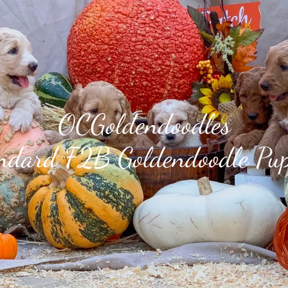 OCGoldendoodles - Pet Breeders Near Me