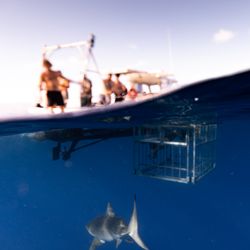 Hawaii Shark Encounters