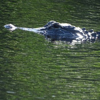 Corey Billie's Airboat Rides - Boat Tours Near Me - Collier, Florida Corey Billie's Airboat Rides - Boat Tours Near Me - Collier, Florida