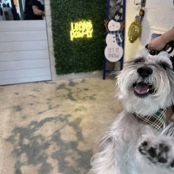 Foxy Paws - Pet Groomers Near Me - Fort Lauderdale, Florida Foxy Paws - Pet Groomers Near Me - Fort Lauderdale, Florida