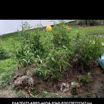 DD Waste Removal - Tree Services Near Me - Sunrise, Florida DD Waste Removal - Tree Services Near Me - Sunrise, Florida