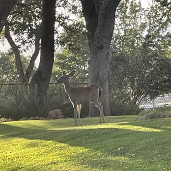 Hidden Valley Lake Golf Course - Deer at the golf course - Golf Near Me - Middletown, California Hidden Valley Lake Golf Course - Deer at the golf course - Golf Near Me - Middletown, California