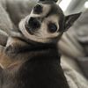 Healthy Pets of Rome Hilliard gift card