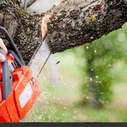 Mark Tree Trimming - Tree trimming