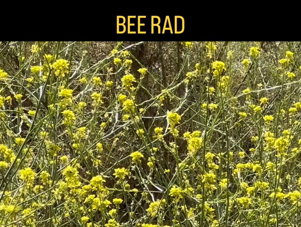 Bee Rad Yoga Logo