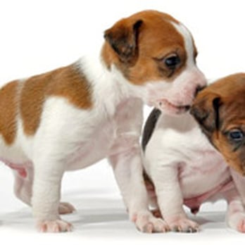 sun prairie pet clinic