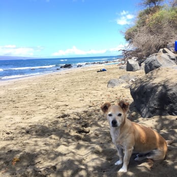 Surf Dog Maui - Surfing Near Me