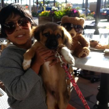 Flower Child - Very Dog Friendly - Salad Near Me - Del Mar, California Flower Child - Very Dog Friendly - Salad Near Me - Del Mar, California