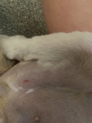 DEBBIE’S DOG GROOMING - 10 Photos &amp; 11 Reviews - 4540 Mechanicsville Tpke, Mechanicsville, VA - Yelp