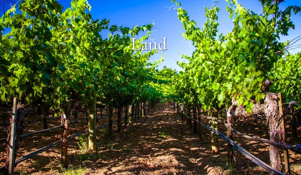 Sinegal Estate Winery by null