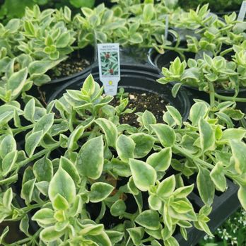 Green Fields Nursery - Beautiful foliage of dorotheanthus. - Nurseries & Gardening Near Me - Baltimore, Maryland