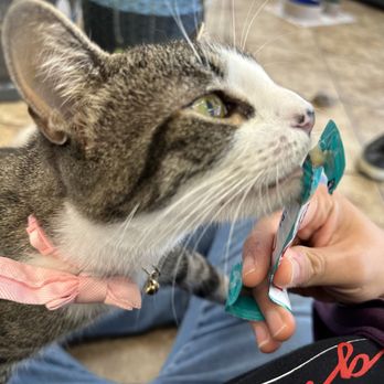 The Dancing Cat - It's treat time! - Pet Adoption Near Me - San Jose, California