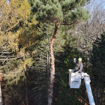 GM 2 Tree Service - Tree Services Near Me - Bristol, Connecticut GM 2 Tree Service - Tree Services Near Me - Bristol, Connecticut