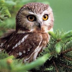 Happy Owl Bookshop