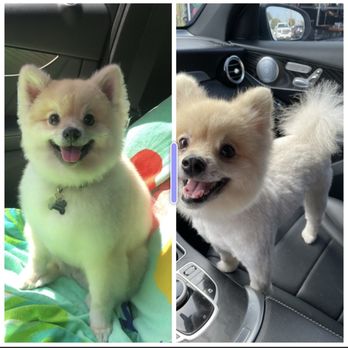 Catts & Doggs Pet grooming - What I asked for vs what she gave me - Pet Groomers Near Me - Downey, California Catts & Doggs Pet grooming - What I asked for vs what she gave me - Pet Groomers Near Me - Downey, California