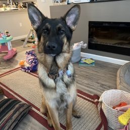 Happy clean pup Happy clean pup