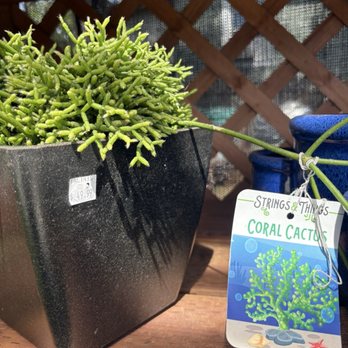 Talini's Nursery - Nurseries & Gardening Near Me - Sacramento, California Talini's Nursery - Nurseries & Gardening Near Me - Sacramento, California