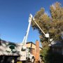 Photo of Sandoval's Tree Care
