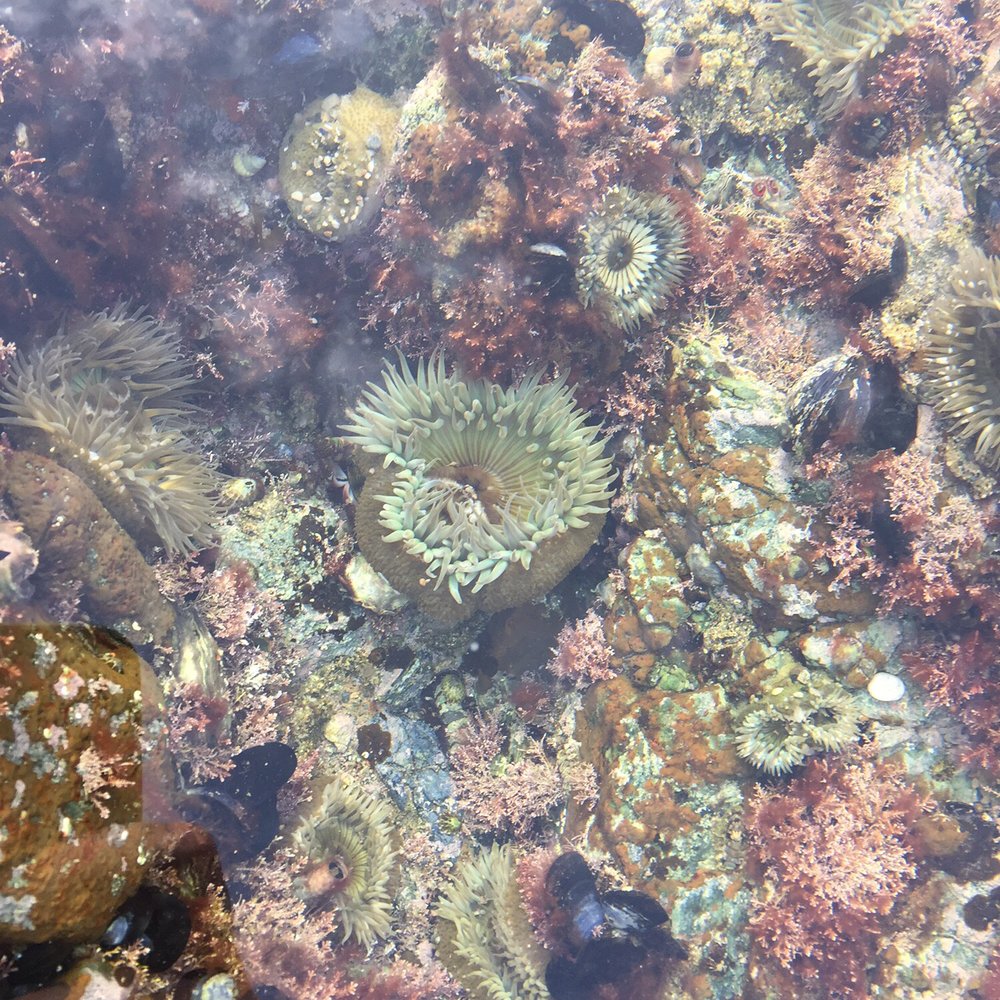 Table Rock Beach - Thriving sea life - Beaches Near Me - Laguna Beach, California Table Rock Beach - Thriving sea life - Beaches Near Me - Laguna Beach, California