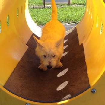 Happy Tails Dog Park - Sam conquering the agility tube!!! - Dog Parks Near Me - Plantation, Florida Happy Tails Dog Park - Sam conquering the agility tube!!! - Dog Parks Near Me - Plantation, Florida