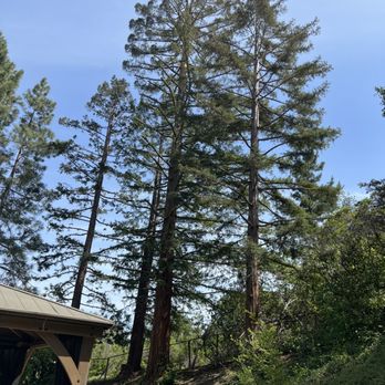 Artistic Tree Care - Tree Services Near Me Artistic Tree Care - Tree Services Near Me
