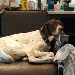 Bellevue Barber Shop - Sammy relaxing.