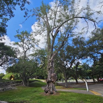 Greynolds Park - Strange tree - Parks Near Me - North Miami Beach, Florida Greynolds Park - Strange tree - Parks Near Me - North Miami Beach, Florida