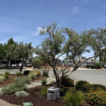DC Lawn Care - Olive trees - Lawn Services Near Me DC Lawn Care - Olive trees - Lawn Services Near Me
