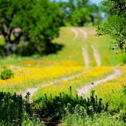 Winters Family Beef - I've heard it said that cows think Brenham is heaven. I think they meant to say Brady, not Brenham!