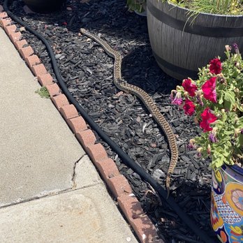 Veterans Pest Control - Large snake - Pest Control Near Me