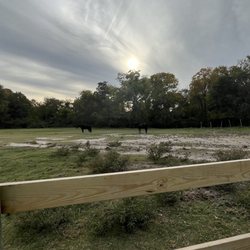 Willow Woods Equine Sanctuary