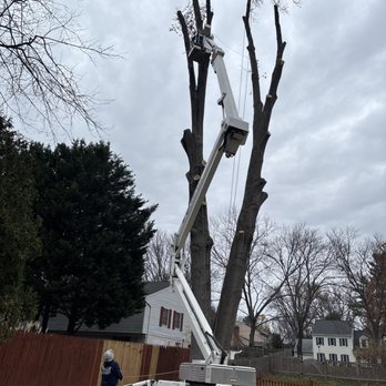 Mills Tree Service - Tree Services Near Me - Rixeyville, Virginia