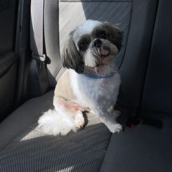 Furry Friends - Max so fresh and so clean