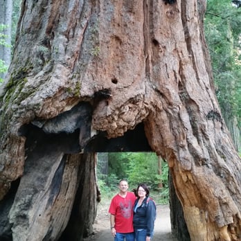 Calaveras Big Trees State Park - Parks Near Me - Arnold, California