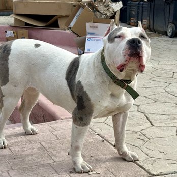 Topshelf Kennels - Dolce - Pet Breeders Near Me Topshelf Kennels - Dolce - Pet Breeders Near Me