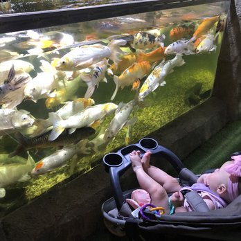 Austin Aquarium - The beautiful koi fish. - Aquariums Near Me - Austin, Texas
