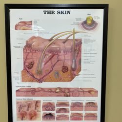 Northeast Dermatology & Cosmetic Surgery Center - Skin chart