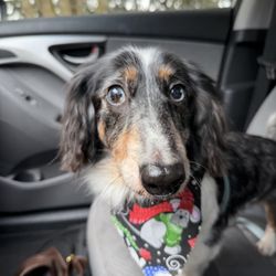 Pampered Pooch Pet Salon