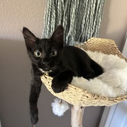 Almost Home Adoptions For Rescued Cats - Shimmer